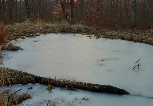 Pond on Sheltowee Trace